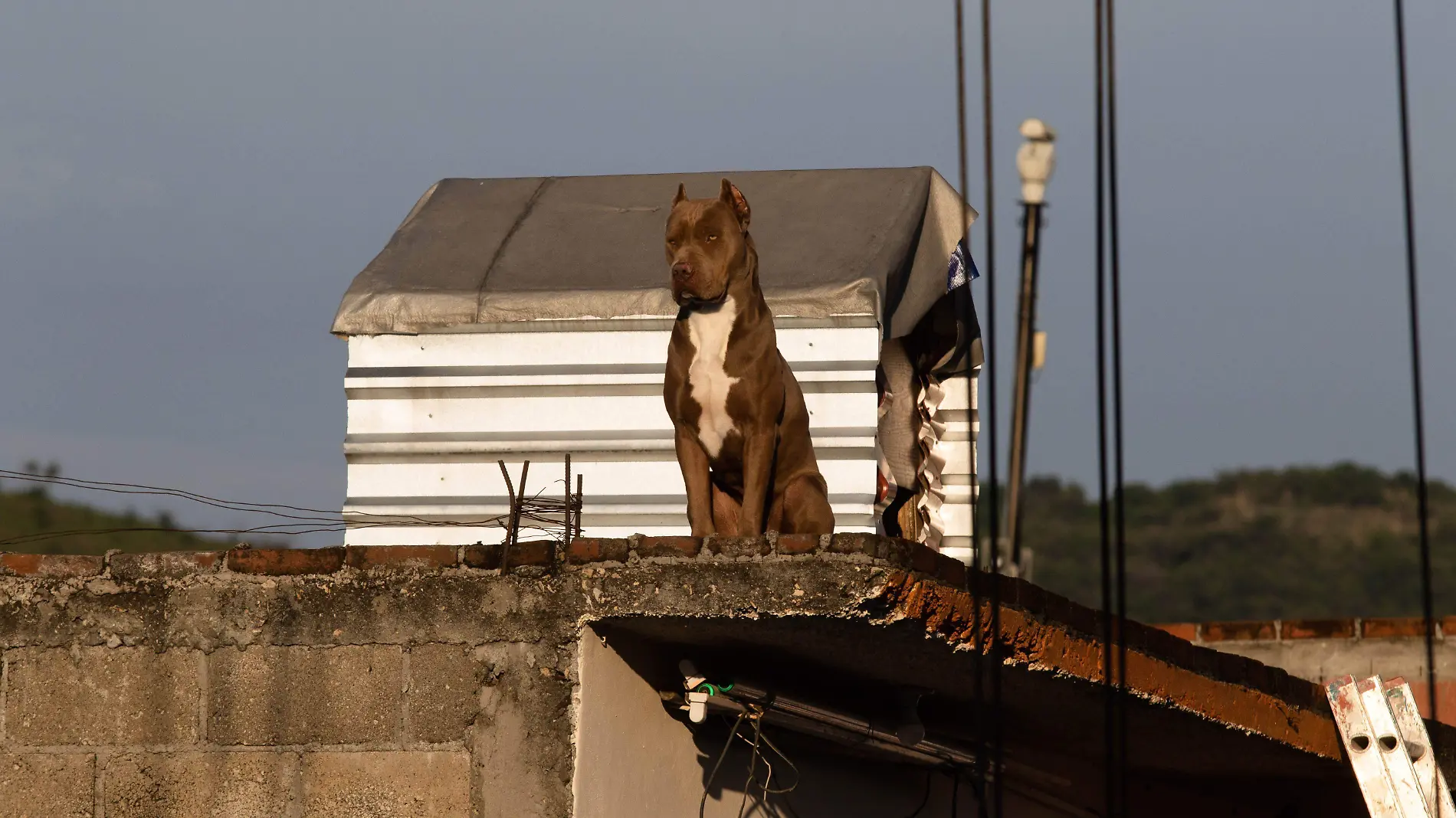 maltrato animal CUARTOSCURO